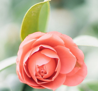 牛皮癣发作会形成什么危害