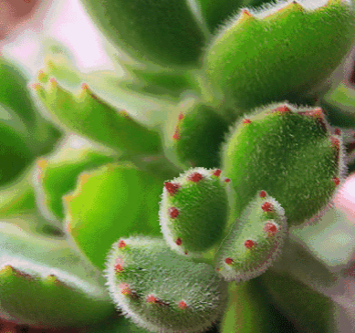 毛囊炎怎样造成的