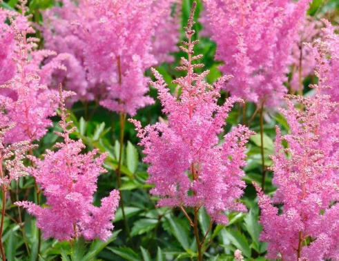 导致手足癣的诱因是什么