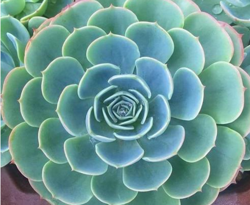 形成雀斑的主要原因