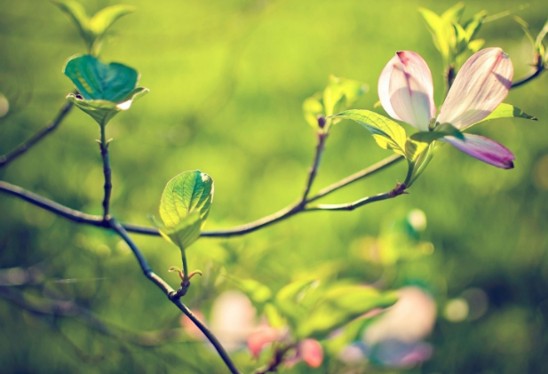 引起雀斑的原因有哪些