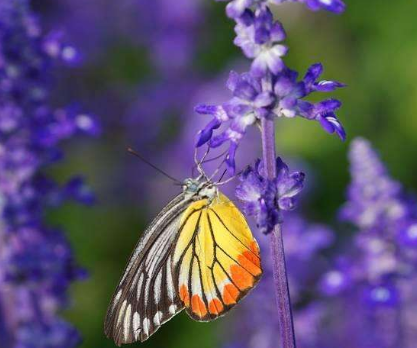 牛皮癣会造成哪些严重性危害