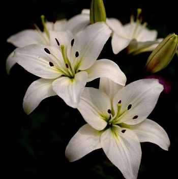 如何治疗脚气才不会复发