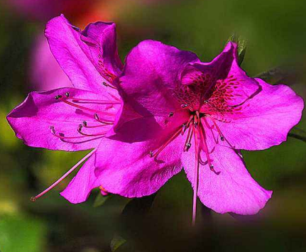 引发皮炎的原因有哪些